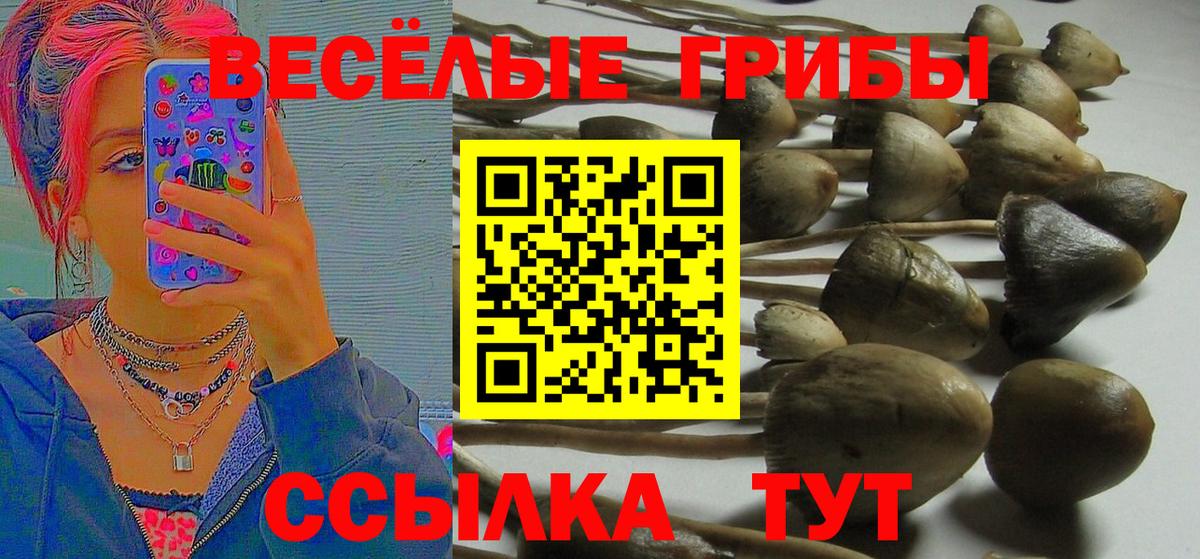 наркотики  Вход с VPN  Красногорск  Галлюциногенные грибы Psilocybine cubensis 